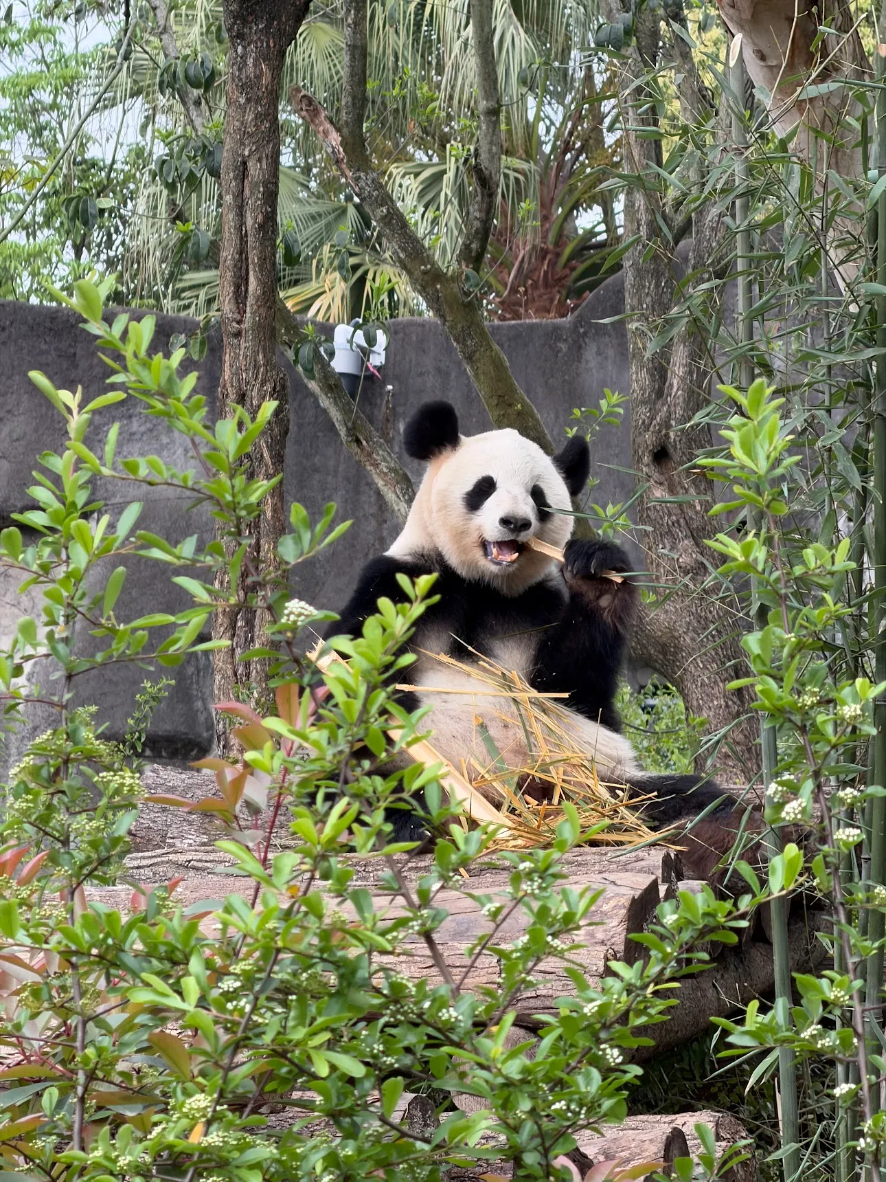 giant panda